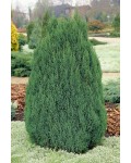 Можжевельник китайский Стрикта | Ялівець китайський Стрікта | Juniperus chinensis Stricta